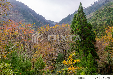 屋久島洋上アルプス　鮮やか紅葉(11月) 123123026