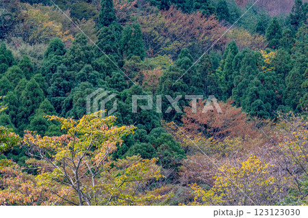 屋久島洋上アルプス　鮮やかな紅葉(11月) 123123030