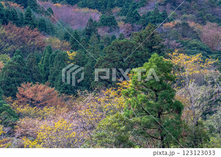 屋久島洋上アルプス 鮮やかな紅葉(11月) 屋久島洋上アルプス 鮮やかな紅葉(11月) 123123033