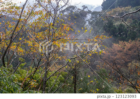 屋久島洋上アルプス　鮮やかな紅葉(11月) 123123093