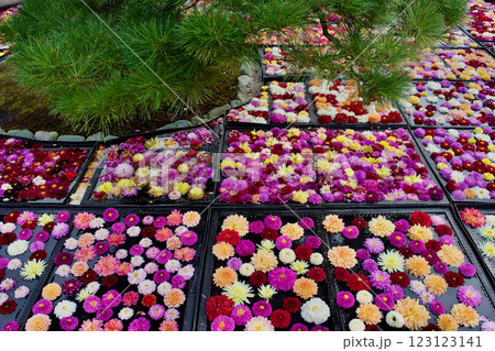 カラフルなダリアがの花の集合写真 カラフルなダリアがの花の集合写真 123123141