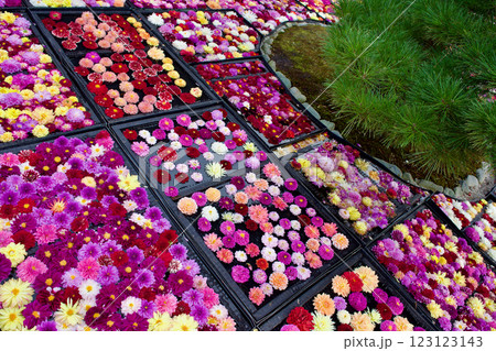 カラフルなダリアがの花の集合写真 123123143