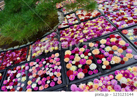 カラフルなダリアがの花の集合写真 123123144