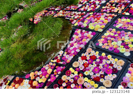カラフルなダリアがの花の集合写真 123123148