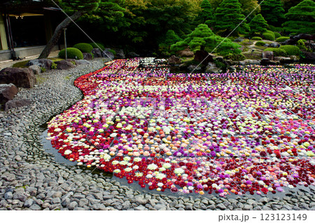 カラフルなダリアがの花の集合写真 カラフルなダリアがの花の集合写真 123123149