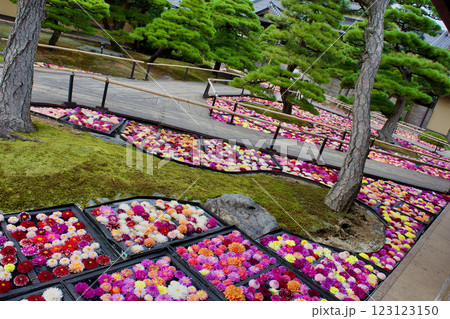 カラフルなダリアがの花の集合写真 カラフルなダリアがの花の集合写真 123123150