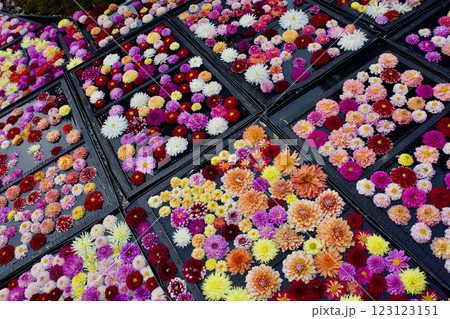 カラフルなダリアがの花の集合写真 123123151