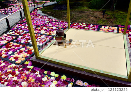 カラフルなダリアの花に囲まれた茶席風景 123123223