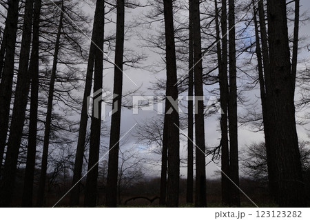 冬の雑木林 冬の雑木林 123123282