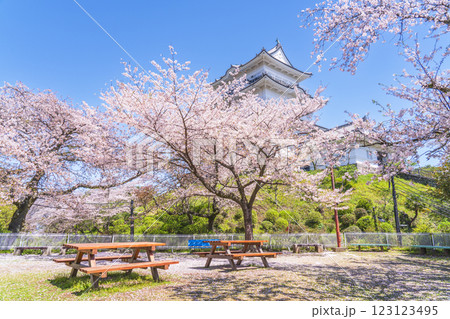 春の小田原城址公園の風景 青空に映える天守閣と桜【神奈川県・小田原市】 春の小田原城址公園の風景 青空に映える天守閣と桜【神奈川県・小田原市】 123123495