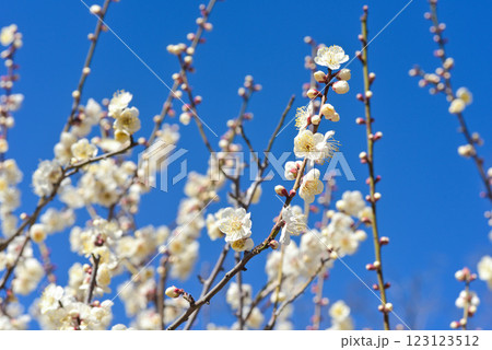 白梅 白梅 123123512