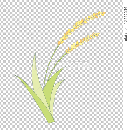 Ripened rice ears | Simple line illustration 123123564