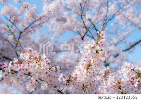桜(ソフトフォーカス) 桜(ソフトフォーカス) 123123658