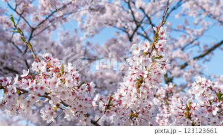 桜 桜 123123661