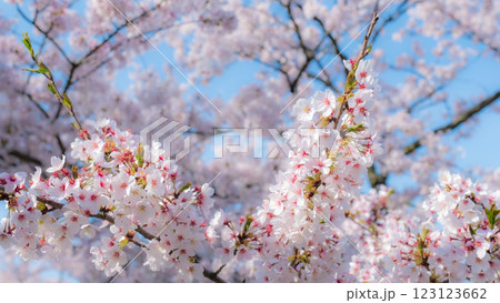 桜(ソフトフォーカス) 桜(ソフトフォーカス) 123123662