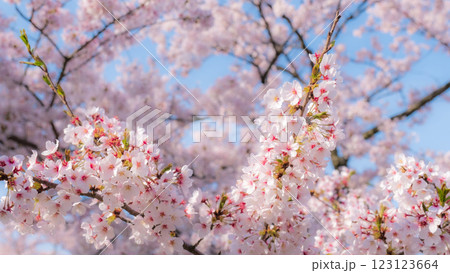 桜(ソフトフォーカス) 桜(ソフトフォーカス) 123123664