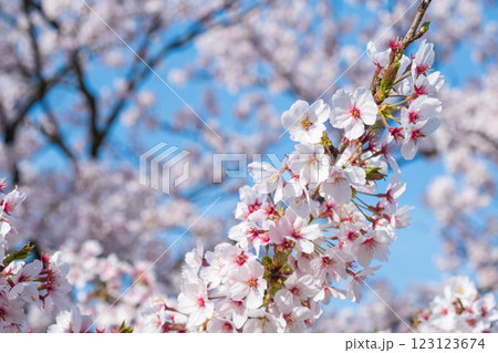 桜 桜 123123674