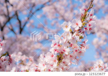 桜(ソフトフォーカス) 桜(ソフトフォーカス) 123123677