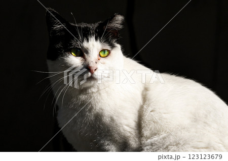 見つめる猫 見つめる猫 123123679