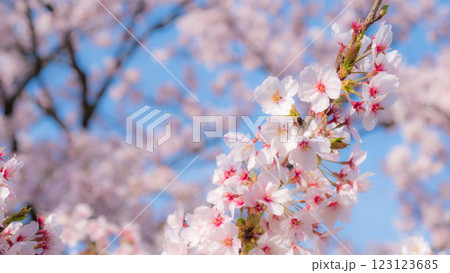 桜(ソフトフォーカス) 桜(ソフトフォーカス) 123123685