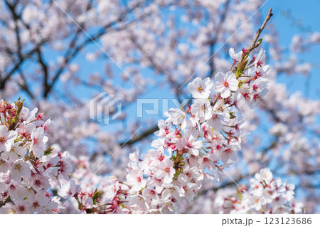 桜 桜 123123686
