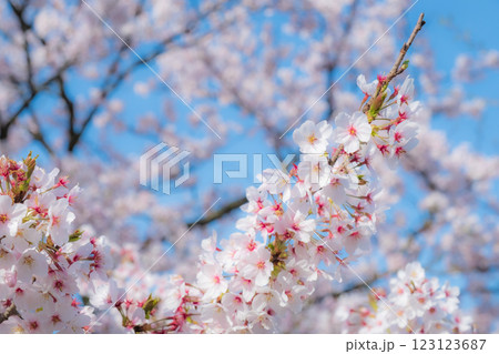 桜（ソフトフォーカス） 123123687