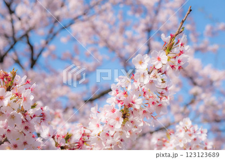 桜（ソフトフォーカス） 123123689