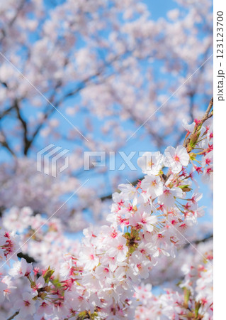 桜（ソフトフォーカス） 123123700