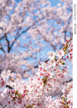 桜 123123701