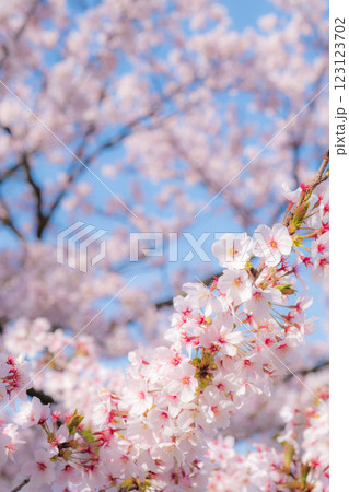 桜（ソフトフォーカス） 123123702