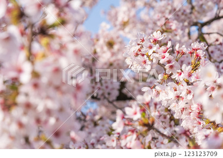 桜 桜 123123709