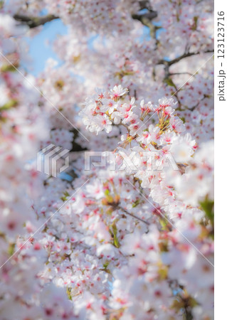 桜(ソフトフォーカス) 桜(ソフトフォーカス) 123123716