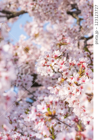 桜 123123727