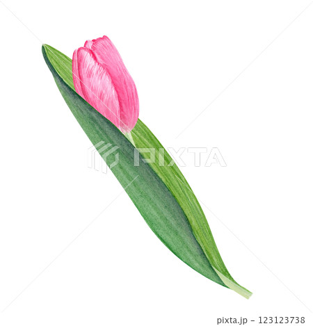 Tulip flower watercolor illustration isolated on white. Hand painted delicate pink flower, eco design. High quality clip art perfect for mother's day, women's day cards, posters, banners, decor design 123123738