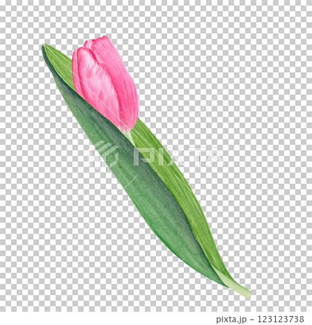 Tulip flower watercolor illustration isolated on white. Hand painted delicate pink flower, eco design. High quality clip art perfect for mother's day, women's day cards, posters, banners, decor design 123123738