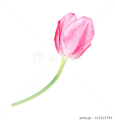 Tulip watercolor illustration isolated on white. Hand painted delicate pink flower, eco design. High quality clip art perfect for mother's day, women's day cards, posters, banners, decor and design 123123743
