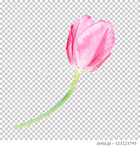 Tulip watercolor illustration isolated on white. Hand painted delicate pink flower, eco design. High quality clip art perfect for mother's day, women's day cards, posters, banners, decor and design 123123743