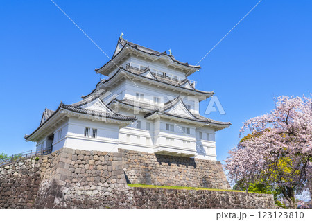 春の小田原城址公園　天守閣と桜の風景【神奈川県・小田原市】 123123810