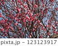 濃いピンクの梅の花 123123917