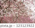一面に咲く桜の花 123123922