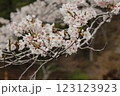 桜の花たち 123123923