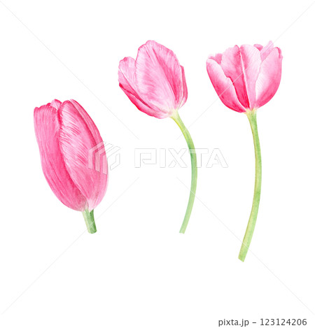 Three tulips watercolor illustration set isolated on white. Hand painted pink flowers. High quality clip art perfect for mother's day, women's day cards, posters, perfume, packaging, decor, eco design Three tulips watercolor illustration set isolated on white. Hand painted pink flowers. High quality clip art perfect for mother's day, women's day cards, posters, perfume, packaging, decor, eco design 123124206