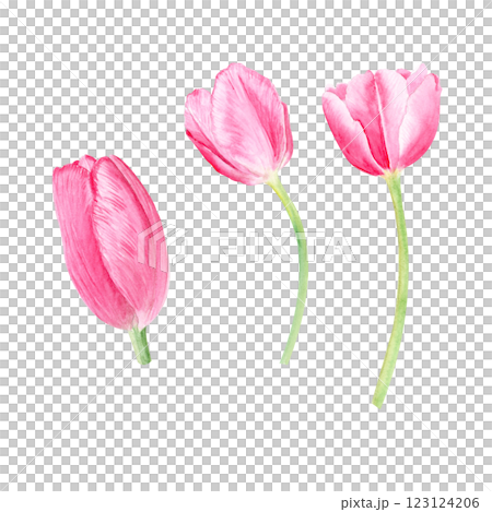 Three tulips watercolor illustration set isolated on white. Hand painted pink flowers. High quality clip art perfect for mother's day, women's day cards, posters, perfume, packaging, decor, eco design Three tulips watercolor illustration set isolated on white. Hand painted pink flowers. High quality clip art perfect for mother's day, women's day cards, posters, perfume, packaging, decor, eco design 123124206