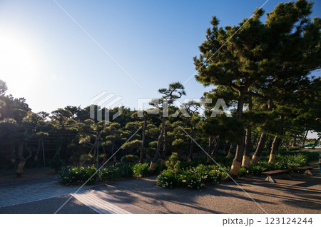 城ヶ島公園の景観　松林の道 123124244