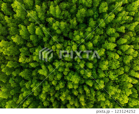 Aerial top down view of mangrove forest background texture 123124252