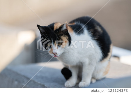 かわいい三毛猫 123124378