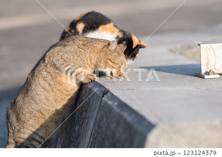 餌を食べる二匹の猫 123124379