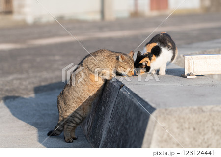 餌を食べる二匹の猫 123124441