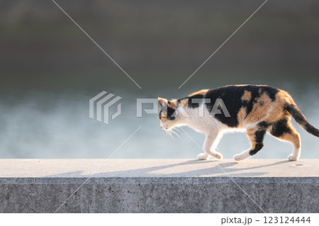 堤防を歩く可愛い三毛猫 123124444