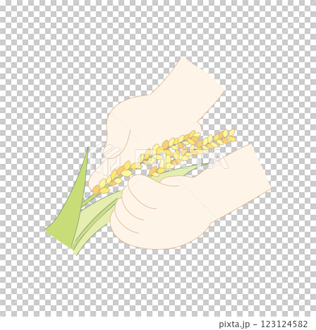 Illustration of ripe rice ears and hands (B) 123124582